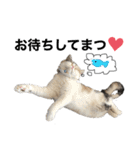 愉快なニャンず②(=^x^=)（個別スタンプ：10）