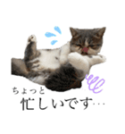 愉快なニャンず②(=^x^=)（個別スタンプ：12）
