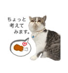 愉快なニャンず②(=^x^=)（個別スタンプ：13）