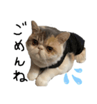 愉快なニャンず②(=^x^=)（個別スタンプ：14）