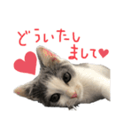 愉快なニャンず②(=^x^=)（個別スタンプ：15）