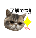 愉快なニャンず②(=^x^=)（個別スタンプ：16）