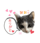 愉快なニャンず②(=^x^=)（個別スタンプ：17）