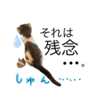 愉快なニャンず②(=^x^=)（個別スタンプ：18）