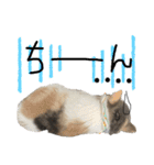 愉快なニャンず②(=^x^=)（個別スタンプ：20）