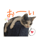 愉快なニャンず②(=^x^=)（個別スタンプ：21）