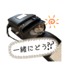愉快なニャンず②(=^x^=)（個別スタンプ：24）