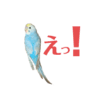内股インコ ブリトニー(♂)（個別スタンプ：1）