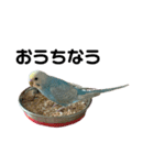 内股インコ ブリトニー(♂)（個別スタンプ：2）