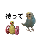 内股インコ ブリトニー(♂)（個別スタンプ：4）