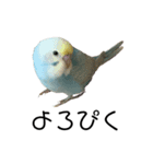 内股インコ ブリトニー(♂)（個別スタンプ：5）