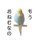 内股インコ ブリトニー(♂)（個別スタンプ：6）
