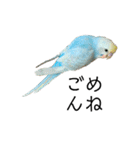 内股インコ ブリトニー(♂)（個別スタンプ：7）