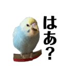 内股インコ ブリトニー(♂)（個別スタンプ：8）