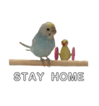 内股インコ ブリトニー(♂)（個別スタンプ：9）