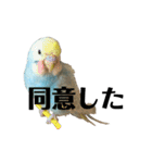 内股インコ ブリトニー(♂)（個別スタンプ：10）