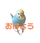 内股インコ ブリトニー(♂)（個別スタンプ：12）