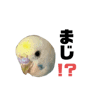 内股インコ ブリトニー(♂)（個別スタンプ：13）