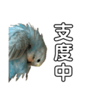 内股インコ ブリトニー(♂)（個別スタンプ：14）