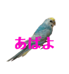 内股インコ ブリトニー(♂)（個別スタンプ：15）