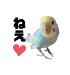 内股インコ ブリトニー(♂)（個別スタンプ：16）