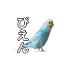 内股インコ ブリトニー(♂)（個別スタンプ：18）