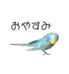 内股インコ ブリトニー(♂)（個別スタンプ：19）