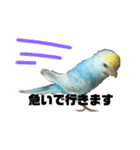 内股インコ ブリトニー(♂)（個別スタンプ：20）