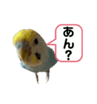 内股インコ ブリトニー(♂)（個別スタンプ：21）