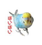 内股インコ ブリトニー(♂)（個別スタンプ：22）