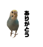 内股インコ ブリトニー(♂)（個別スタンプ：23）