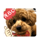 ショコロンさんの夏スタンプ（個別スタンプ：8）