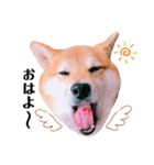 柴犬ぽぽちゃん③弾（個別スタンプ：1）