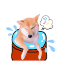 柴犬ぽぽちゃん③弾（個別スタンプ：2）
