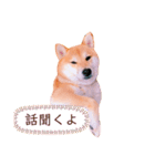 柴犬ぽぽちゃん③弾（個別スタンプ：3）