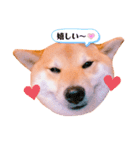 柴犬ぽぽちゃん③弾（個別スタンプ：4）