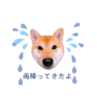 柴犬ぽぽちゃん③弾（個別スタンプ：5）