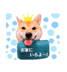柴犬ぽぽちゃん③弾（個別スタンプ：6）