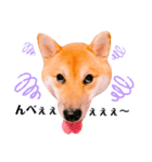 柴犬ぽぽちゃん③弾（個別スタンプ：7）