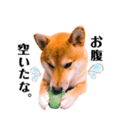 柴犬ぽぽちゃん③弾（個別スタンプ：8）