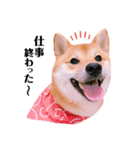 柴犬ぽぽちゃん③弾（個別スタンプ：9）