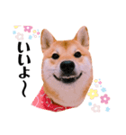 柴犬ぽぽちゃん③弾（個別スタンプ：10）