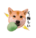 柴犬ぽぽちゃん③弾（個別スタンプ：11）