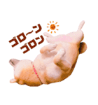 柴犬ぽぽちゃん③弾（個別スタンプ：13）