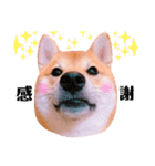 柴犬ぽぽちゃん③弾（個別スタンプ：14）