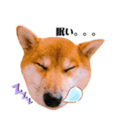 柴犬ぽぽちゃん③弾（個別スタンプ：15）