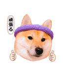 柴犬ぽぽちゃん③弾（個別スタンプ：16）