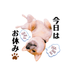 柴犬ぽぽちゃん③弾（個別スタンプ：17）