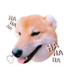 柴犬ぽぽちゃん③弾（個別スタンプ：18）