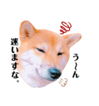 柴犬ぽぽちゃん③弾（個別スタンプ：19）